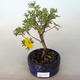 Bonsai-Cinquefoil im Freien - Dasiphora fruticosa gelb - 1/2