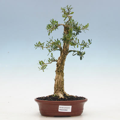 Zimmer Bonsai - Buxus harlandii - Kork Buchsbaum - 1