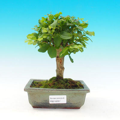 Pokojová bonsai - Ptačí zob PB216108 - 1