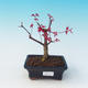 Outdoor-Bonsai - dlanitolistý Ahorn - Acer palmatum DESHOJO - 1/2