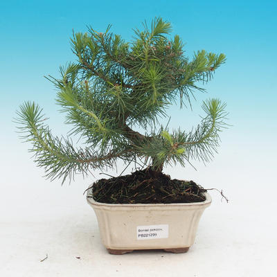 Zimmer Bonsai-Pinus halepensis-Pinus halepensis