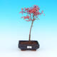 Outdoor-Bonsai - Acer palmatum Beni Tsucasa - Maple dlanitolistý - 1/3