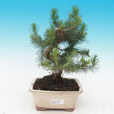 Zimmer Bonsai-Pinus halepensis-Pinus halepensis