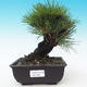 Outdoor-Bonsai - Pinus thunbergii corticosa - Kork Kiefer - 1/5