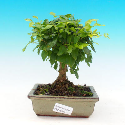 Pokojová bonsai - Ptačí zob PB216108 - 1
