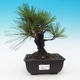 Outdoor-Bonsai - Pinus thunbergii corticosa - Kork Kiefer - 1/4