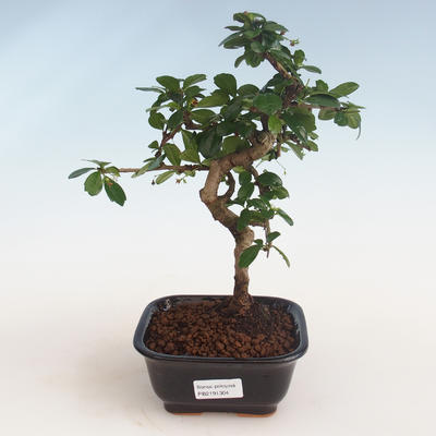 Innenbonsai - Carmona macrophylla - Tee fuki PB2191304 - 1