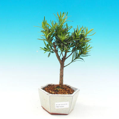 Zimmer-Bonsai-Podocarpus- Stein tausend PB216306 - 1