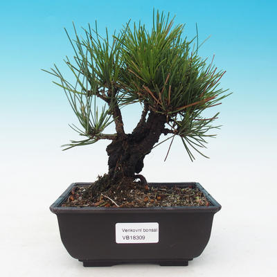 Outdoor-Bonsai - Pinus thunbergii corticosa - Kork Kiefer - 1