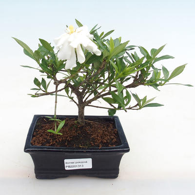 Innenbonsai - Gardenia jasminoides-Gardenia - 1