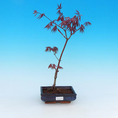 Outdoor-Bonsai - Ahorn palmatum Trompen - Rot-Ahorn dlanitolistý - 1