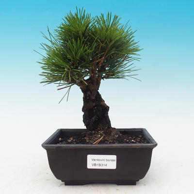 Outdoor-Bonsai - Pinus thunbergii corticosa - Kork Kiefer - 1