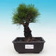 Outdoor-Bonsai - Pinus thunbergii corticosa - Kork Kiefer - 1/4