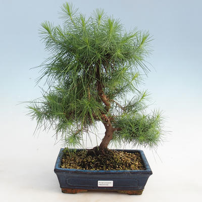 Indoor Bonsai-Pinus halepensis-Aleppo Kiefer
