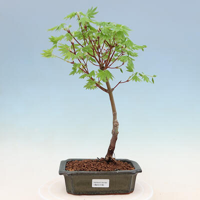 Outdoor-Bonsai - Ahorn palmatum katsura GISAN - Ahorn palmate - 1