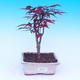 Outdoor-Bonsai - dlanitolistý Ahorn - Acer palmatum DESHOJO - 1/2