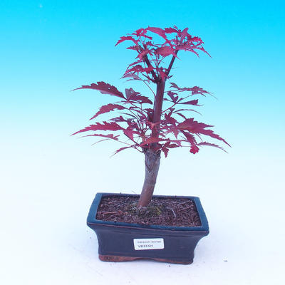 Outdoor-Bonsai - dlanitolistý Ahorn - Acer palmatum DESHOJO - 1