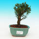 Pokojová bonsai korkový buxus PB215821 - 1/4