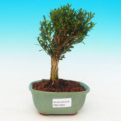 Pokojová bonsai korkový buxus PB215821 - 1