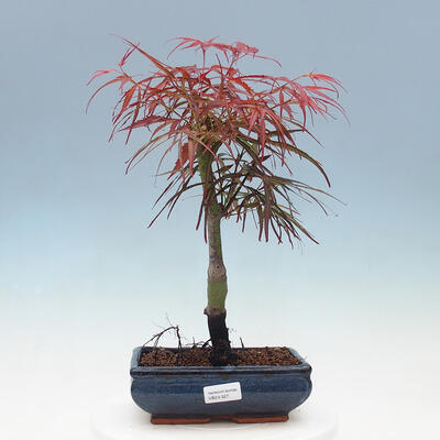 Bonsai im Freien - Acer palmatum RED PYGMY