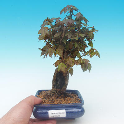 Shohin - Ahorn-Acer burgerianum auf Felsen - 1