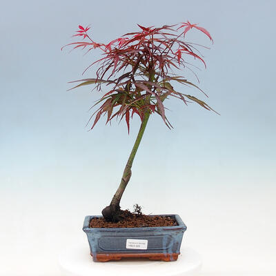 Bonsai im Freien - Acer palmatum RED PYGMY