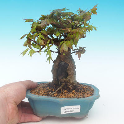 Shohin - Ahorn-Acer burgerianum auf Felsen - 1