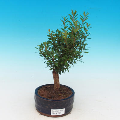Zimmerbonsai Syzygium -Pimentovník PB217385 - 1