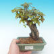 Shohin - Ahorn-Acer burgerianum auf Felsen - 1/6