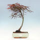 Bonsai im Freien - Acer palmatum RED PYGMY - 1/4