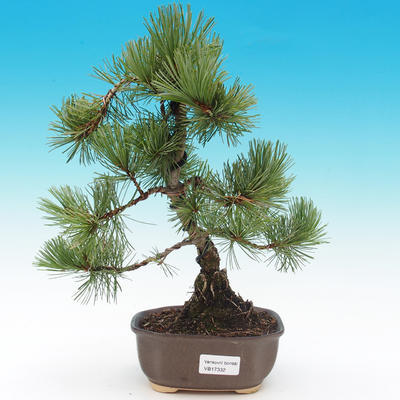 Pinus parviflora - Pinus parviflora