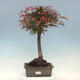 Bonsai im Freien - Acer palmatum RED PYGMY - 1/4