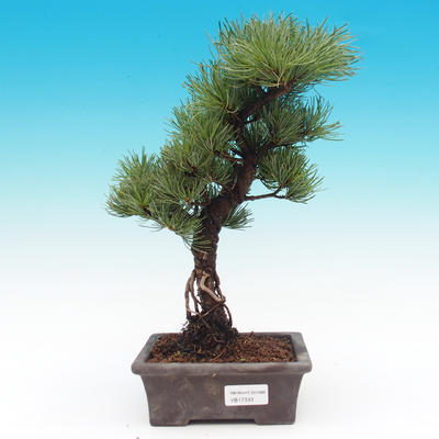 Pinus parviflora - Pinus parviflora