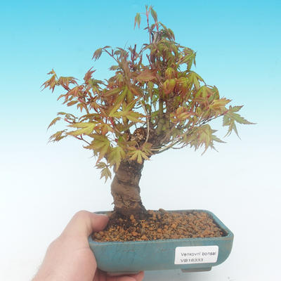 Shohin - Ahorn-Acer palmatum - 1