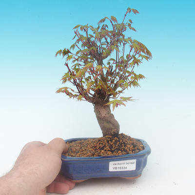 Shohin - Ahorn-Acer palmatum - 1