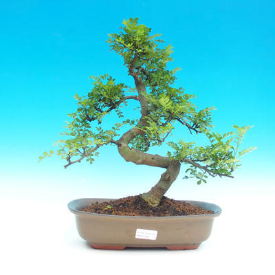 Pokojová bonsai -Pepřovník PB215965 - 1