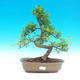 Pokojová bonsai -Pepřovník PB215965 - 1/4