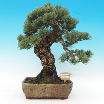 Outdoor-Bonsai - parviflora Kiefer - Pinus parviflora - 1