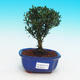 Pokojová bonsai korkový buxus PB215821 - 1/4