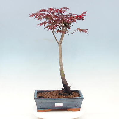 Freilandbonsai - Acer palmatum TROMPENBURG - 1