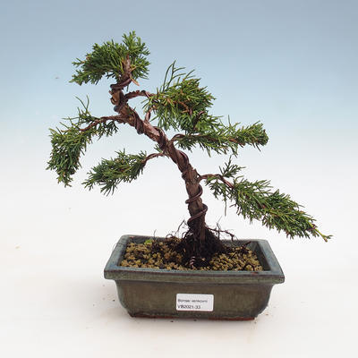 Bonsai im Freien - Juniperus chinensis - chinesischer Wacholder