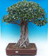 Zimmer Bonsai - Ficus kimmen - malolistý Ficus - 1/5