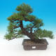 Pinus thunbergii - Kiefer thunbergova - 1/5