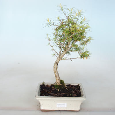 Bonsai im Freien - Pseudolarix amabilis - Pamodřín - 1
