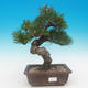 Pinus thunbergii - Kiefer thunbergova - 1/4