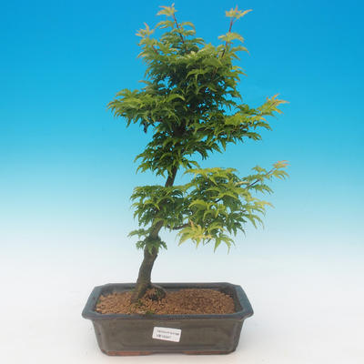Ahorn Acer palmatum SHISHIGASHIRA- malolistý - 1