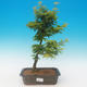 Ahorn Acer palmatum SHISHIGASHIRA- malolistý - 1/2