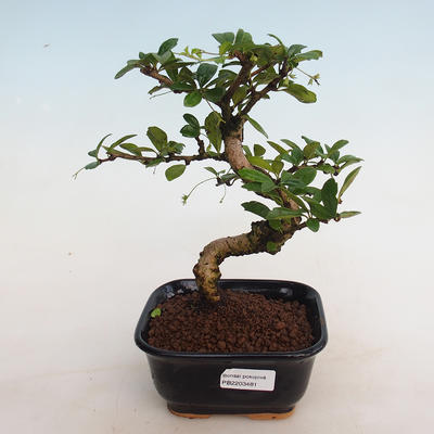Innenbonsai - Carmona macrophylla - Tee fuki - 1