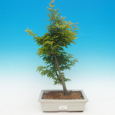 Ahorn Acer palmatum SHISHIGASHIRA- malolistý - 1