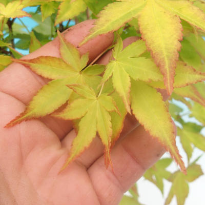 Acer palmatum Aureum - Maple dlanitolistý Gold - 1